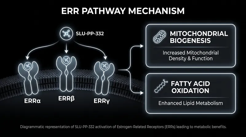 Exercise mimetics act as metabolic switches, upregulating the genes responsible for endurance and fat oxidation.