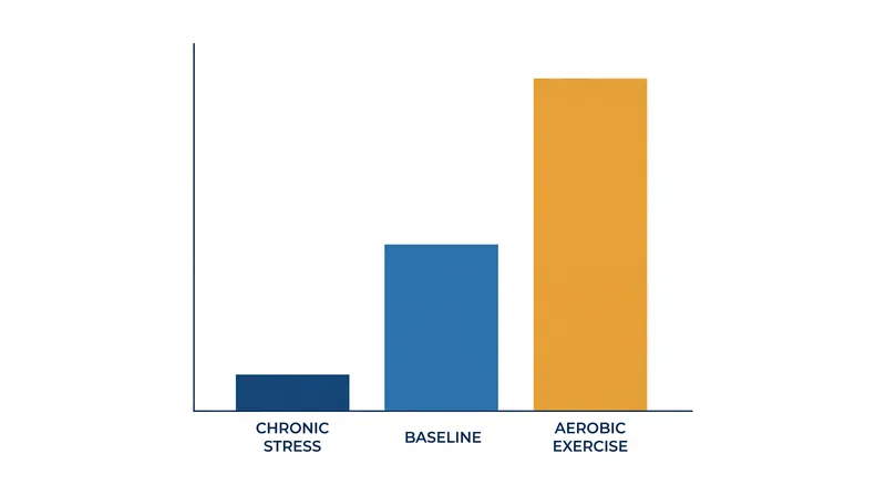 Neurogenesis is highly responsive to behavior: aerobic exercise acts as a catalyst, while chronic stress suppresses new cell growth.