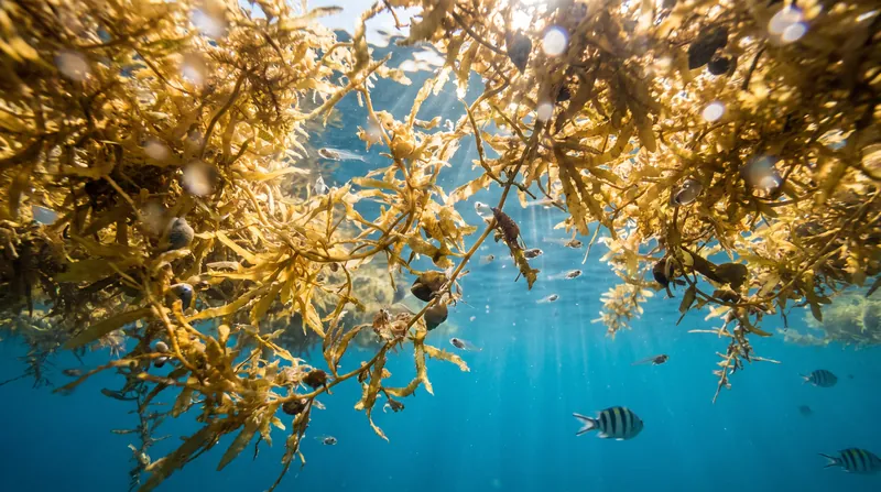 In the open ocean, floating macroalgae mats serve as vital nursery habitats for a diverse array of marine life.
