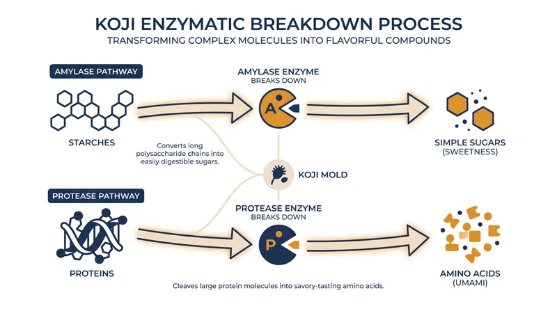 The dual enzymatic pathways of koji fermentation that create both sweetness and savory umami.