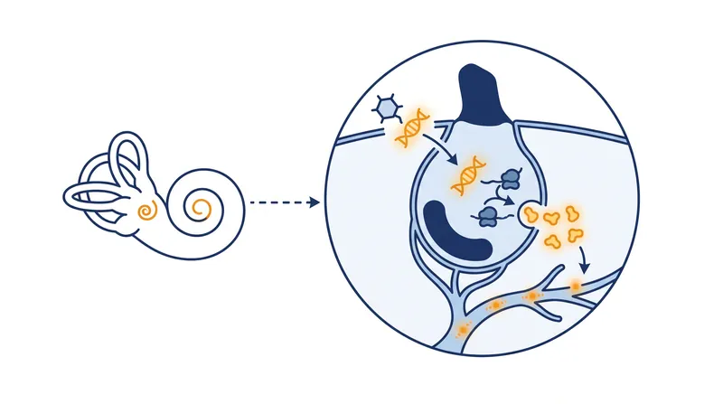 The therapy uses a modified virus to deliver a working copy of the OTOF gene directly to the inner ear's hair cells.
