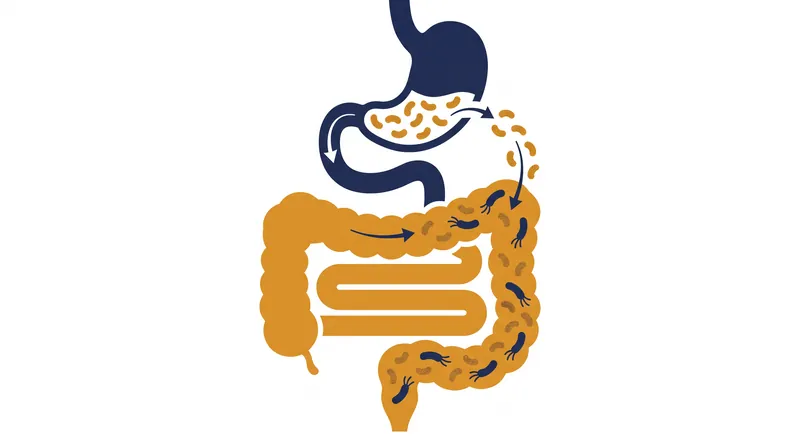 Inulin from chicory root acts as a prebiotic, feeding beneficial bacteria in the lower intestine.