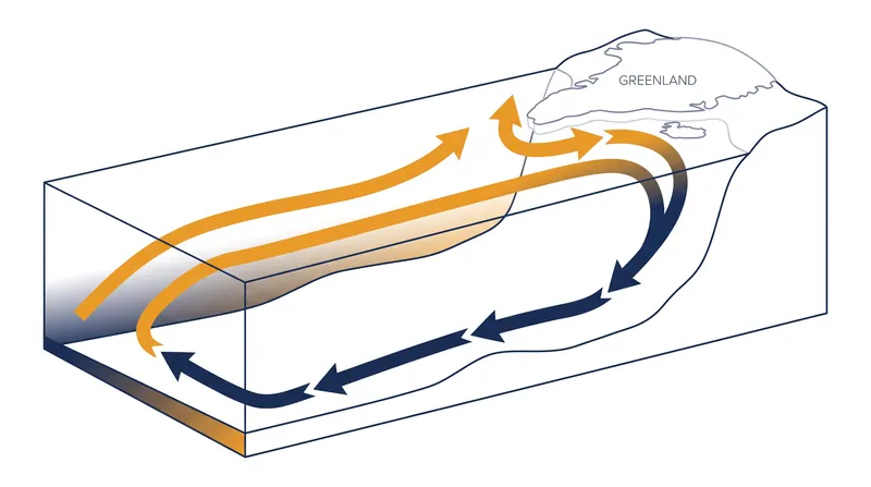Warm, salty water travels north, cools, becomes dense, and sinks—a process disrupted by rapid surface warming and fresh meltwater.