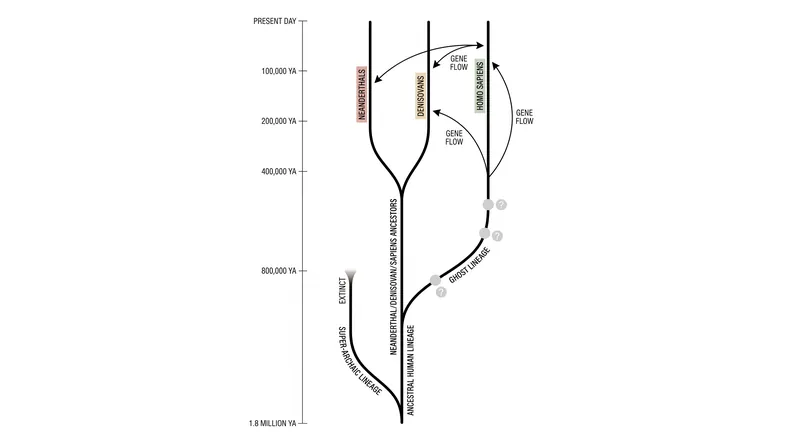 The braided stream of human evolution, showing when the two ghost lineages diverged and interbred.