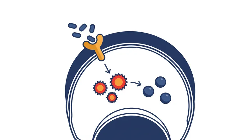 Researchers believe fluvoxamine reduces long COVID fatigue by activating the sigma-1 receptor, which helps regulate the body's immune and inflammatory responses.