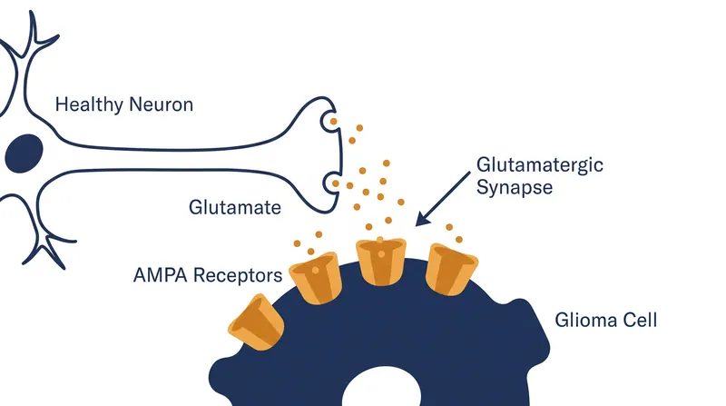 The mechanism of integration: Tumor cells build receptors to catch the brain's electrical signals.