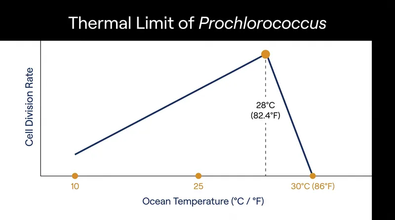 Shipboard data reveals that Prochlorococcus reproduction crashes when water temperatures exceed 28°C.
