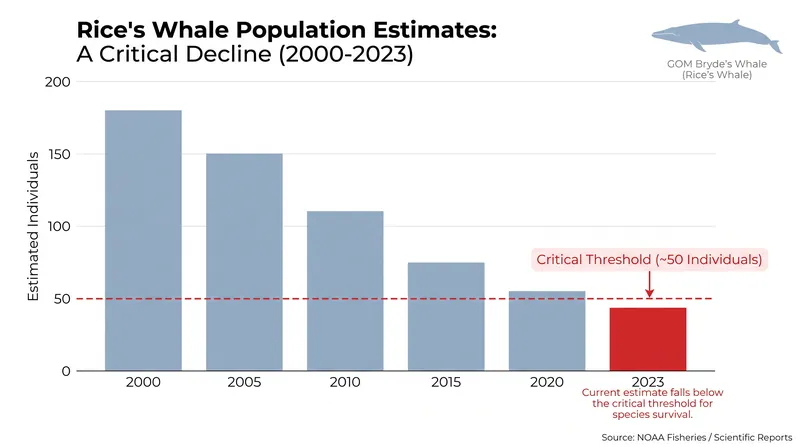 The Rice's whale population in the Gulf of Mexico is estimated at roughly 50 individuals.