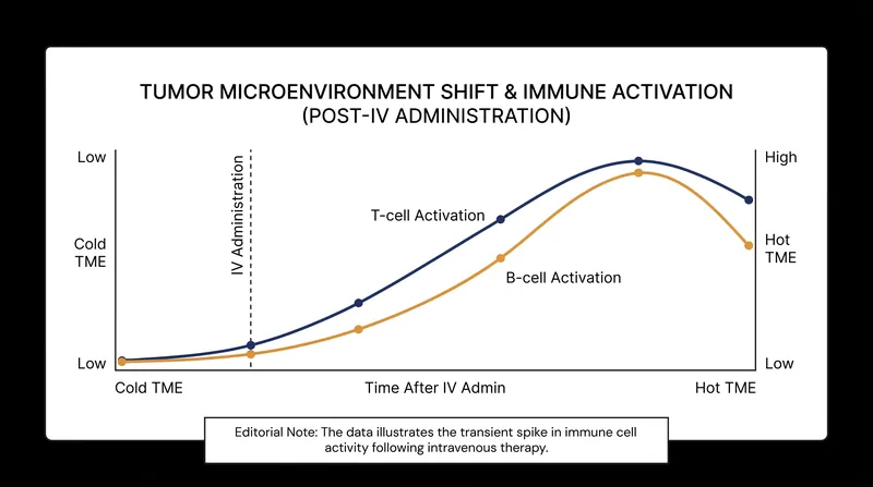 The targeted therapy rapidly increases the presence of cancer-fighting immune cells within the tumor.