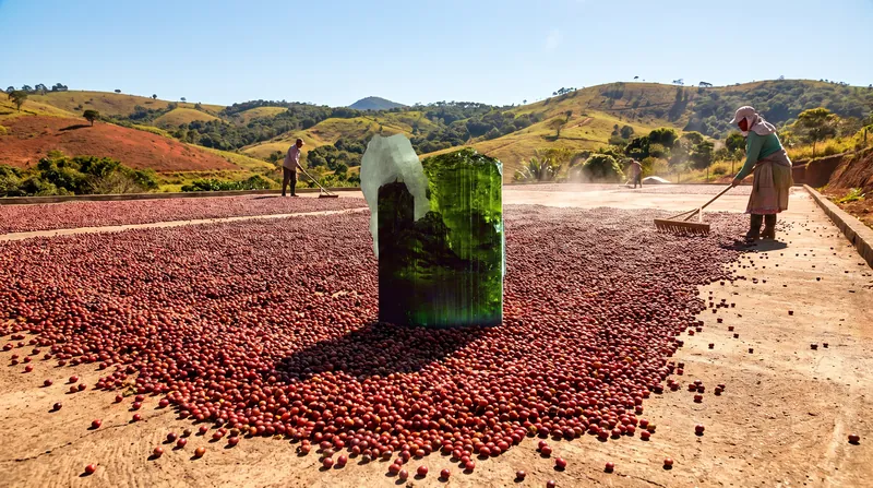 Delayed harvests in Brazil's Minas Gerais region have kept beans on the branch longer, squeezing global supply.
