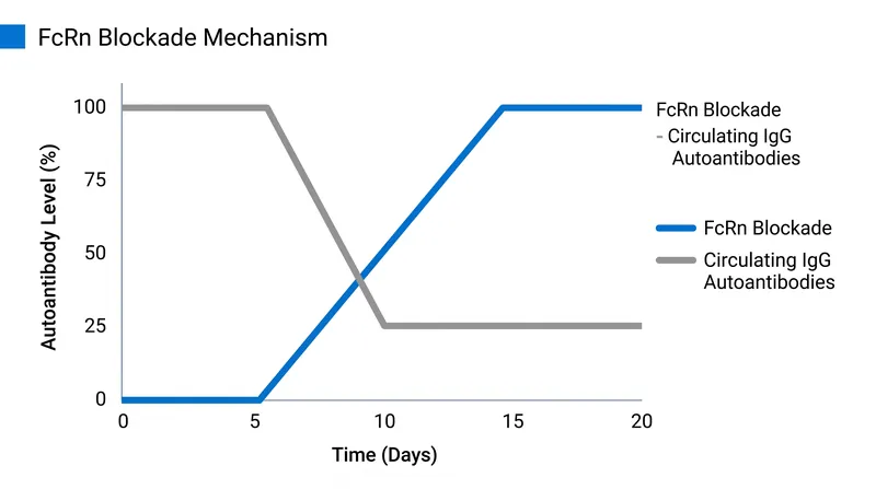 By blocking the FcRn receptor, efgartigimod forces the rapid degradation of pathogenic IgG autoantibodies.