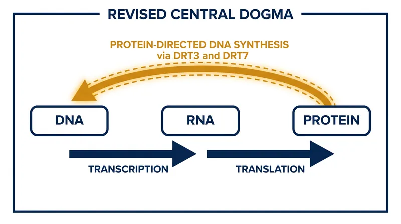 The traditional flow of genetic information, updated to include protein-templated DNA synthesis.