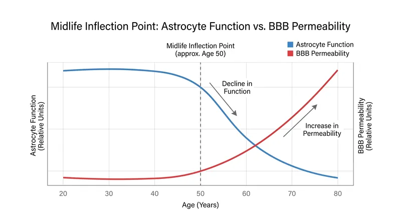 Astrocyte function declines sharply around age 50, leading to increased permeability of the blood-brain barrier.