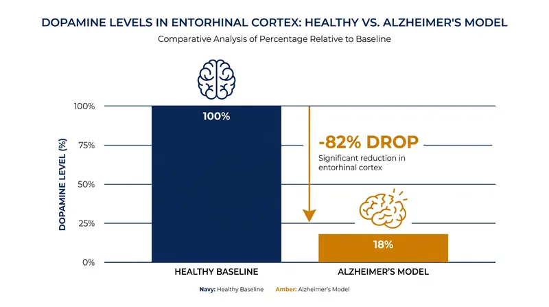 Dopamine levels in the entorhinal cortex plummet in Alzheimer's models, starving memory circuits.