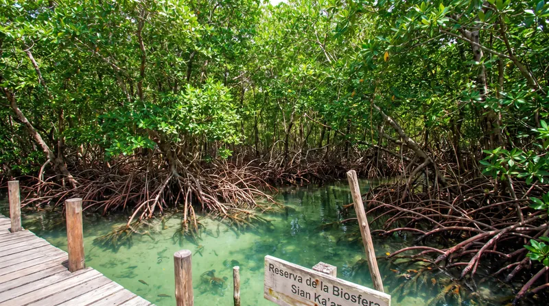 Mangroves serve as critical nurseries for marine life and provide a natural buffer against storm surges.