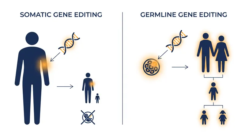 The ethical debate hinges on the distinction between treating a living patient and altering the inheritable genetic code.