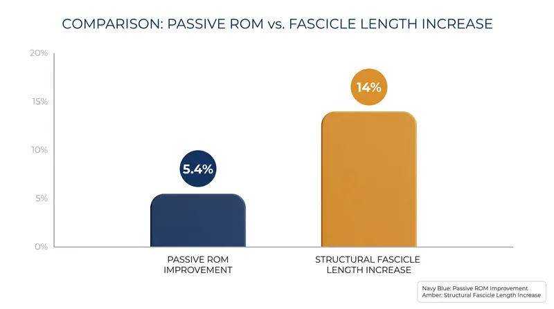 While PNF improves immediate range of motion, eccentric training physically lengthens muscle fibers.