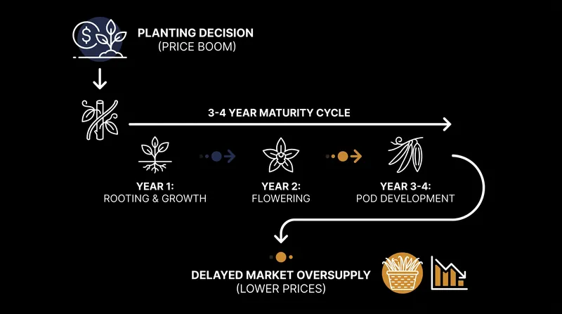 Because vanilla vines take years to mature, supply cannot quickly adjust to sudden changes in global demand.