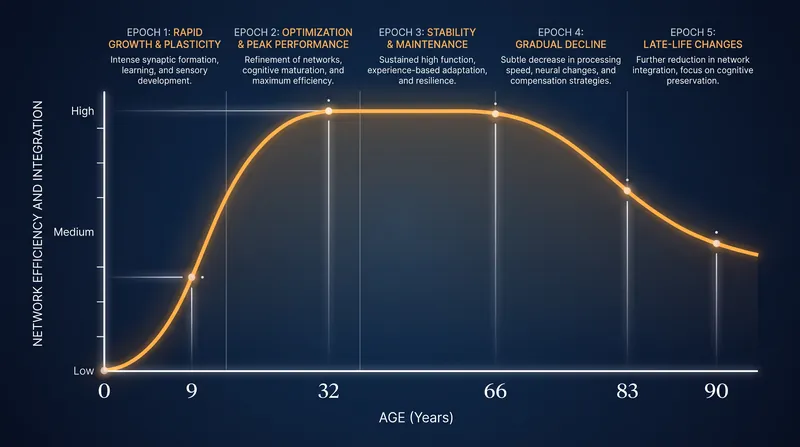 The brain's structural topology shifts non-linearly, peaking in efficiency during the early thirties.