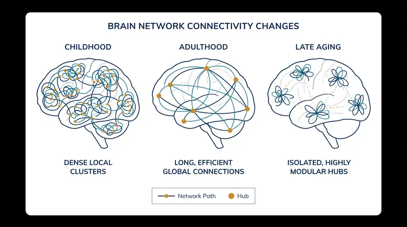 As the brain ages, it shifts from local consolidation to global integration, and eventually to modular adaptation.
