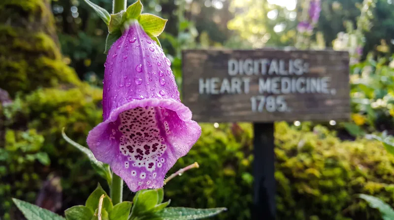The active compound in digoxin is extracted from the Digitalis lanata plant.