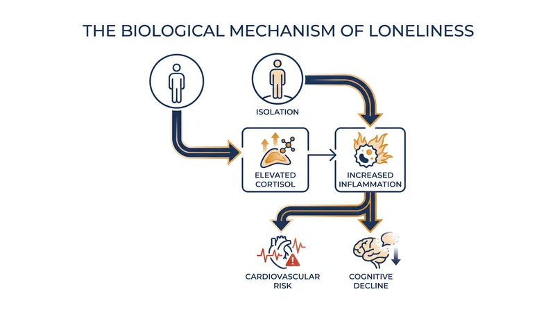 The biological toll of chronic isolation extends far beyond emotional distress.