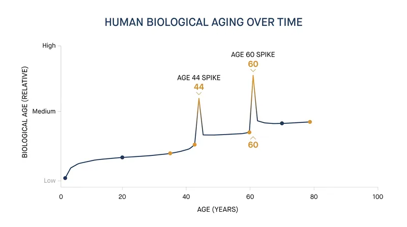 Biological aging is not a steady decline, but features two massive molecular shifts.