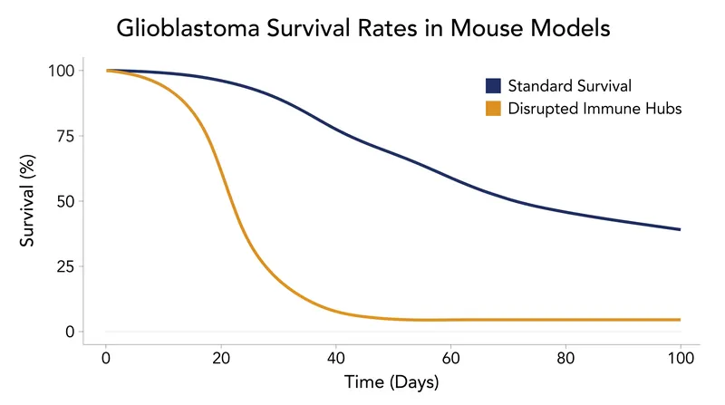 Disrupting the skull's localized immune structures significantly accelerated tumor growth and reduced survival in mice.