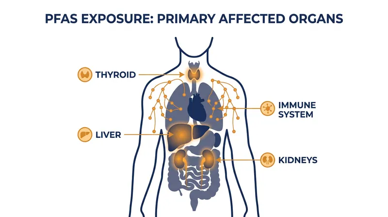Toxicological reviews link PFAS exposure to systemic harm across multiple organ systems.