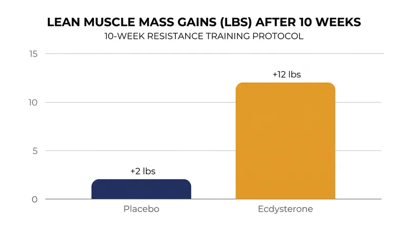 A landmark 2019 study found that resistance-trained men taking ecdysterone gained significantly more muscle mass than those on a placebo.