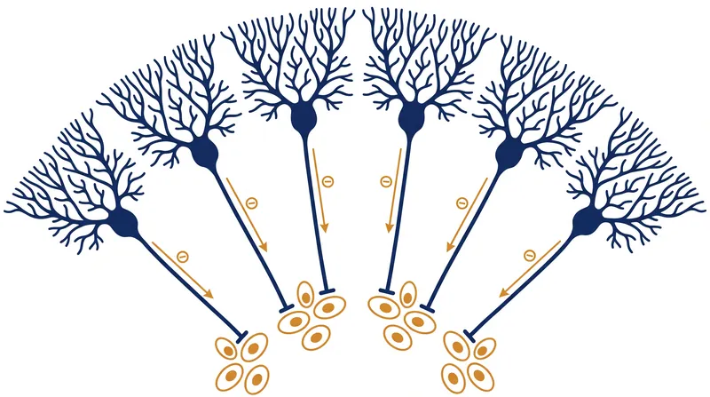 The anatomical pathway connecting surface Purkinje cells to deep cerebellar nuclei.