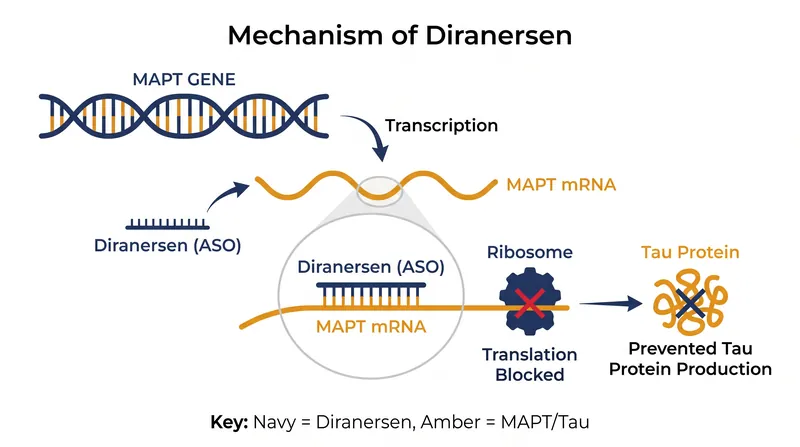 Unlike antibody treatments that clear existing protein clumps, diranersen acts as a genetic silencer to stop tau production.