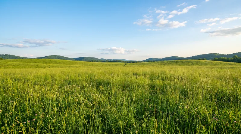 A fallow year allows compacted soil to naturally decompress, restoring its structural integrity.