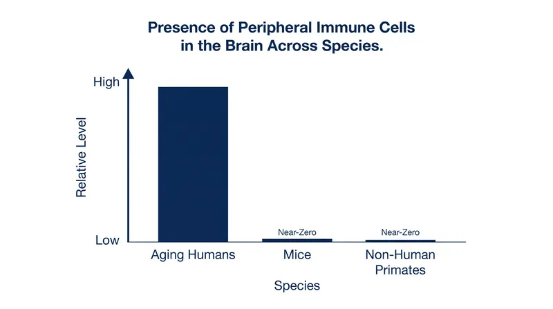 Unlike standard laboratory models, aging humans show a massive influx of peripheral immune cells into the central nervous system.