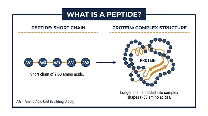 Peptides are short chains of amino acids that act as signaling molecules, directing cells to perform specific functions like tissue repair.