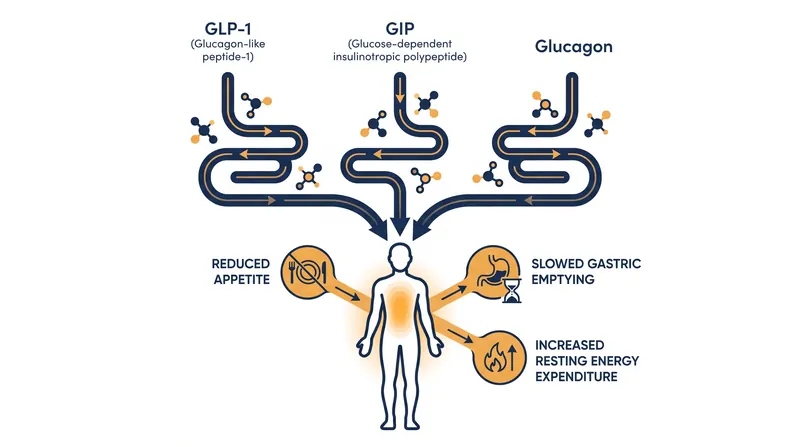 Unlike current dual-agonist medications, retatrutide targets three distinct hormone receptors to maximize metabolic impact.