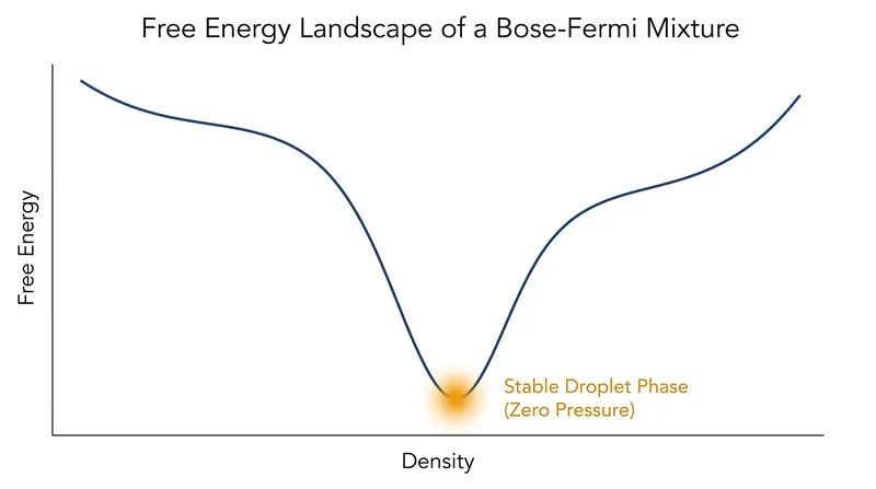 Theoretical calculations show the droplet phase emerging as a minimum in the system's free energy.
