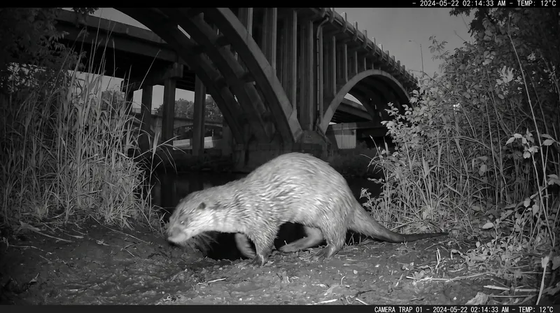 The historic sighting was captured by a motion-activated camera deployed for long-term wildlife monitoring.