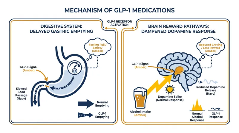 How GLP-1 medications influence both the stomach and the brain's reward centers.