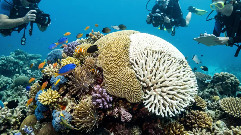 Warm-water coral reefs are the first major Earth system confirmed by data to have passed a point of irreversible systemic decline.