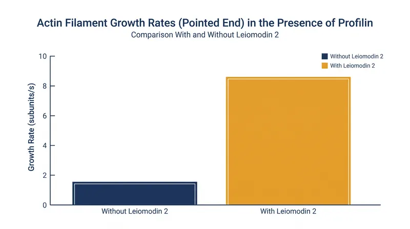 Leiomodin 2 reverses the natural tendency of the pointed end to shrink in the presence of profilin.
