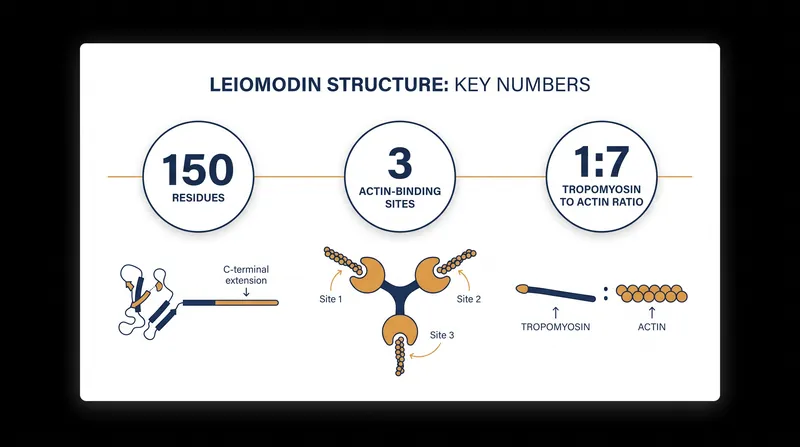 The structural components that allow Leiomodin to bind and elongate actin filaments.