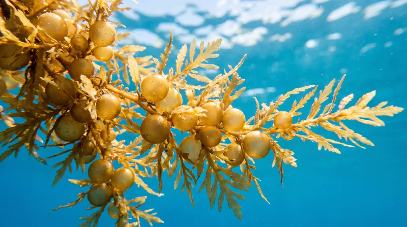 In the open ocean, sargassum is kept afloat by small air bladders and serves as a vital habitat for marine life.