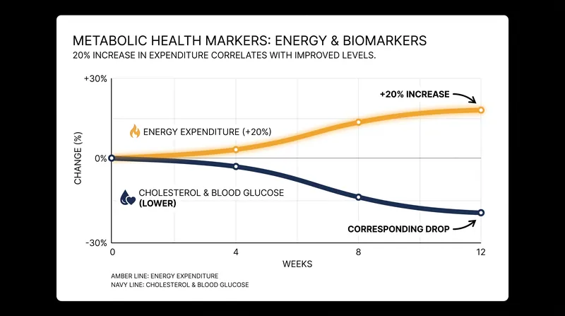 Beyond calorie burn, the microbiome-driven pathway significantly improves systemic glucose tolerance and cholesterol.