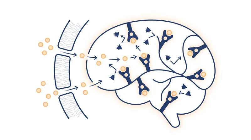 L-theanine binds to glutamate receptors in the brain, turning down overstimulation and promoting a sense of calm.
