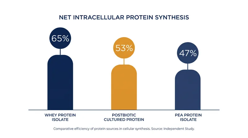 Net intracellular protein synthesis across the three tested protein sources.