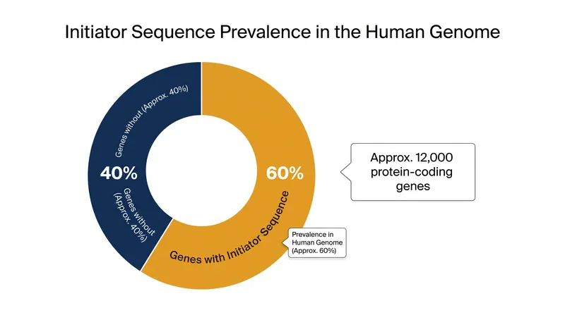 The newly decoded sequence pattern governs the activation of approximately 60 percent of human genes.