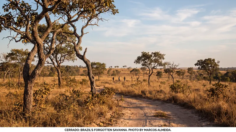 While the Amazon saw a historic drop in clearing, the adjacent Cerrado savanna recorded a much smaller reduction, highlighting the shifting frontier of agricultural expansion.