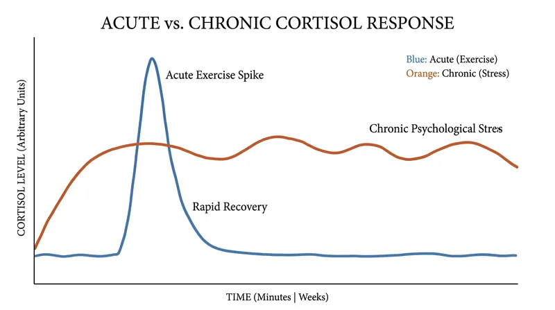 Exercise triggers a healthy, temporary cortisol spike followed by a rapid recovery, unlike the sustained elevation caused by chronic psychological stress.