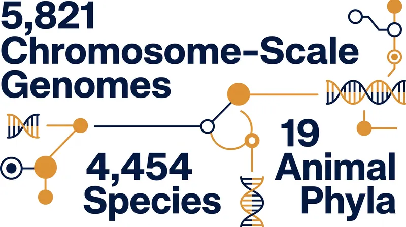 The study represents the largest comparison of chromosome-scale genomes across the animal tree of life to date.
